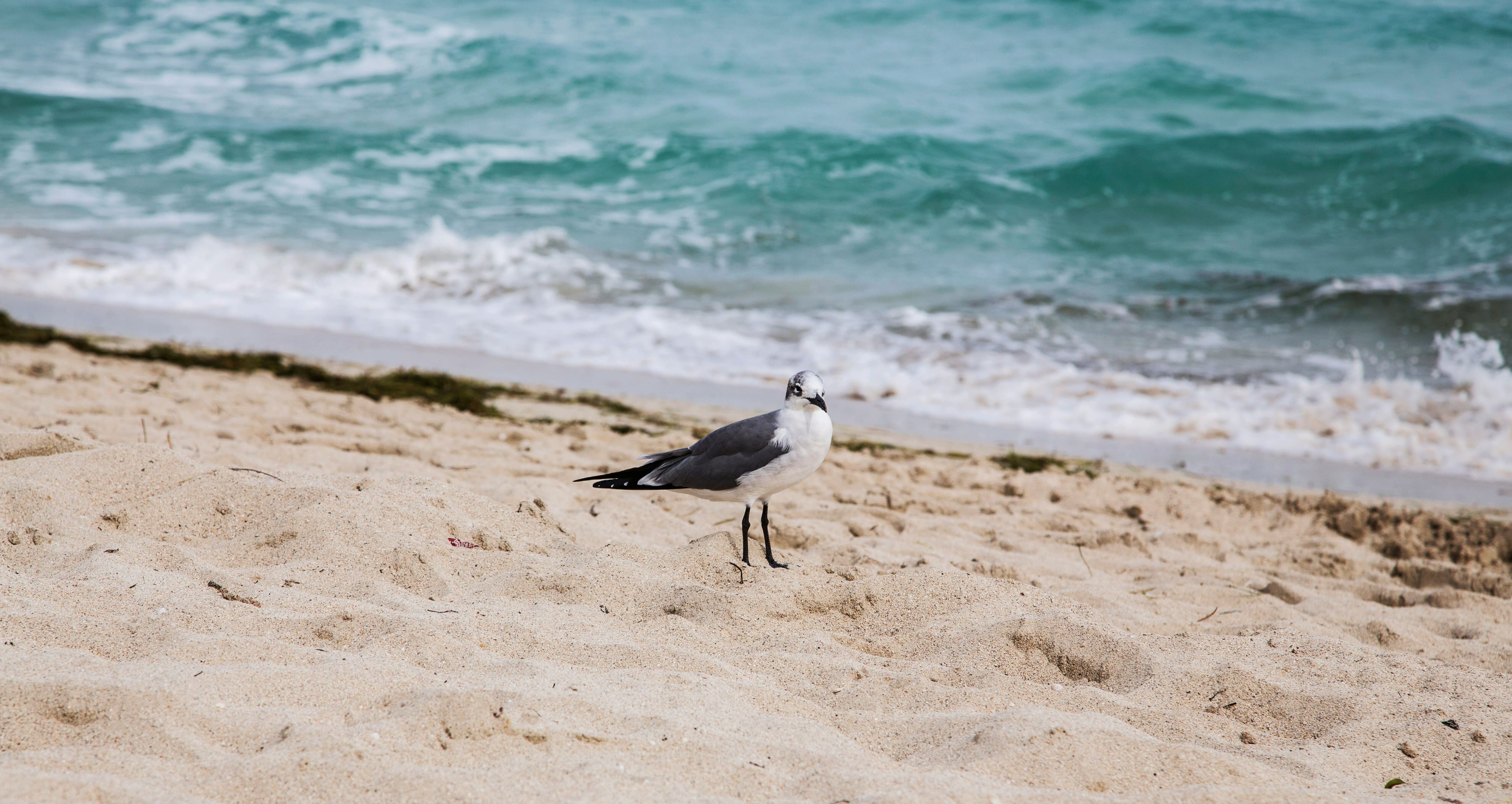 Birding in the Emerald Coast