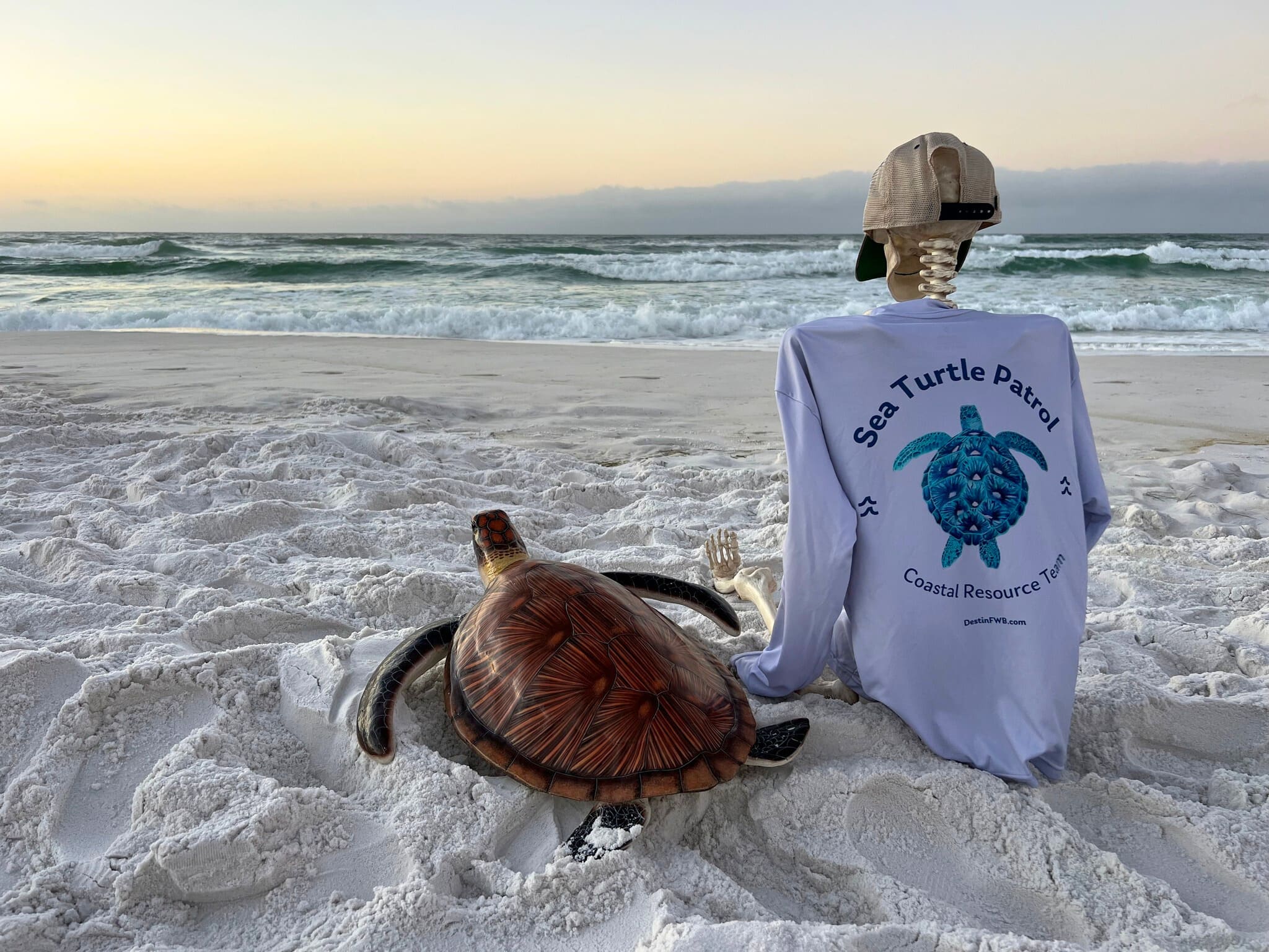 Turtle Walks in Emerald Coast